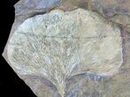 Gorgeous Fossil Ginkgo Leaf From North Dakota #39008-1